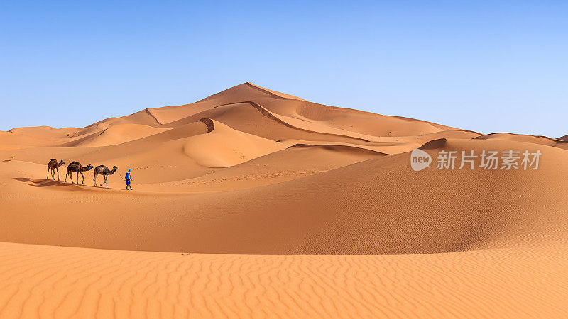 图阿雷格人与骆驼在西撒哈拉沙漠，非洲54MPix XXXXL
